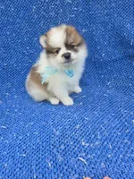 Stella , a female Pomeranian for sale in La Habra Heights, CA – 1 of 1