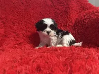Stella , a female Shihpoo for sale in La Habra Heights, CA – 2 of 2