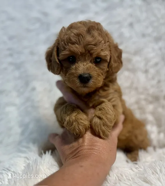 Bella – Poodle - Toy  puppy for sale in La Habra Heights, CA