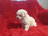 Toby, a male Maltipoo for sale in La Habra Heights, CA – 2 of 2