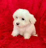 Zoe, a female Maltese for sale in La Habra Heights, CA – 2 of 2