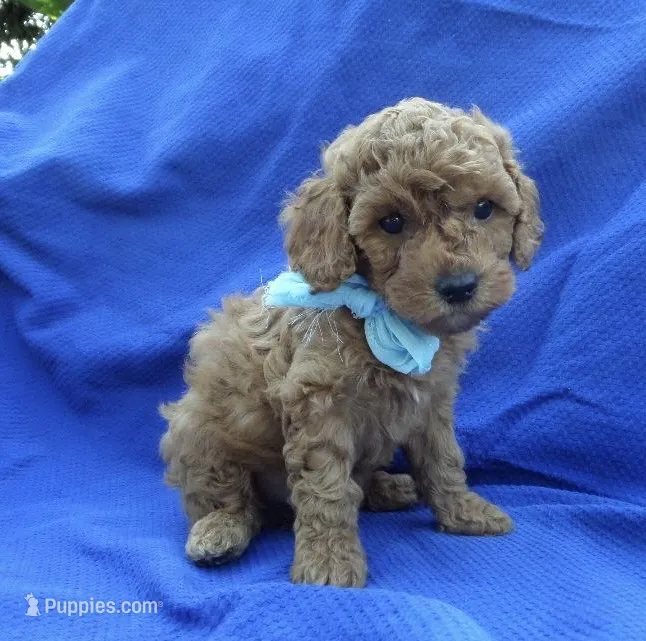 Ace – Poodle - Toy  puppy for sale in La Habra Heights, CA