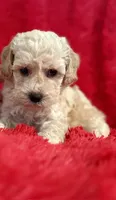 Hunter, a male Poodle - Toy  for sale in La Habra Heights, CA – 2 of 2