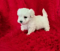 Bella, a female Maltese for sale in La Habra Heights, CA – 2 of 2