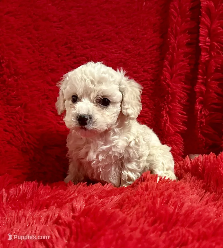 Max – Maltipoo puppy for sale in La Habra Heights, CA