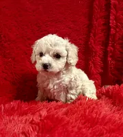 Max, a male Maltipoo for sale in La Habra Heights, CA – 1 of 2
