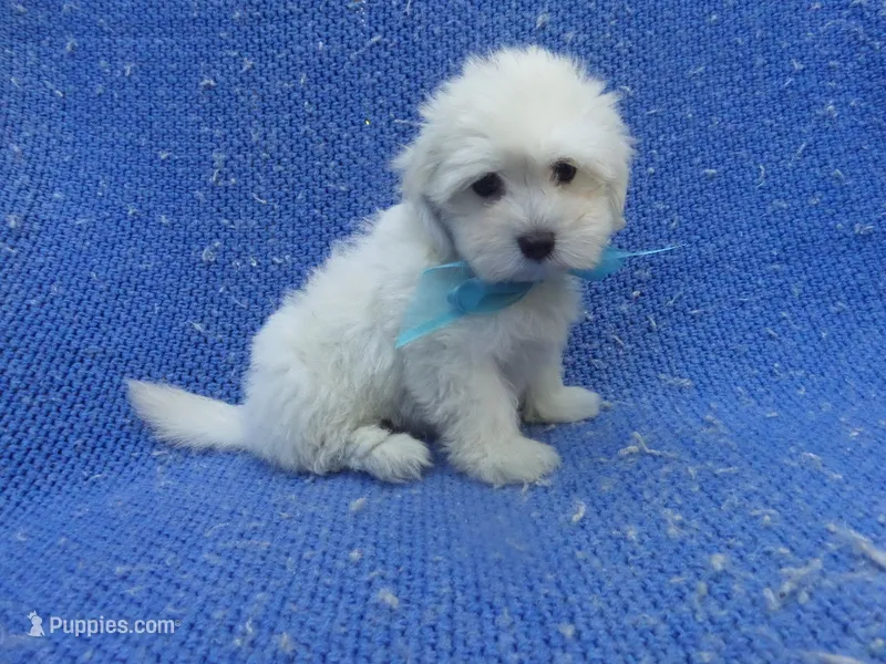Leo – Maltese puppy for sale in La Habra Heights, CA