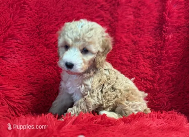 Sam – Maltipoo puppy for sale in La Habra Heights, CA