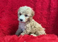 Sam, a male Maltipoo for sale in La Habra Heights, CA – 1 of 1
