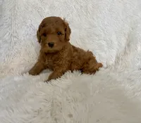 April , a female Poodle - Toy  for sale in La Habra Heights, CA – 2 of 2