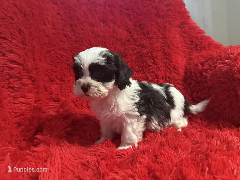 Luna – Mal Shi puppy for sale in La Habra Heights, CA