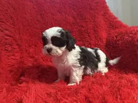 Luna, a female Mal Shi for sale in La Habra Heights, CA – 1 of 2