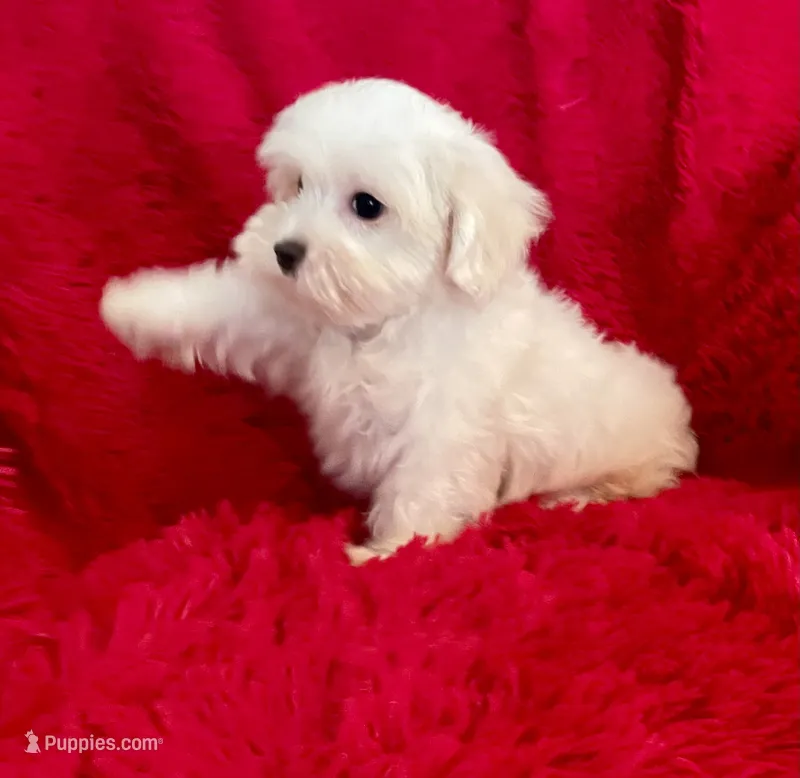 Zoe – Maltese puppy for sale in La Habra Heights, CA