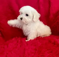 Zoe, a female Maltese for sale in La Habra Heights, CA – 1 of 2