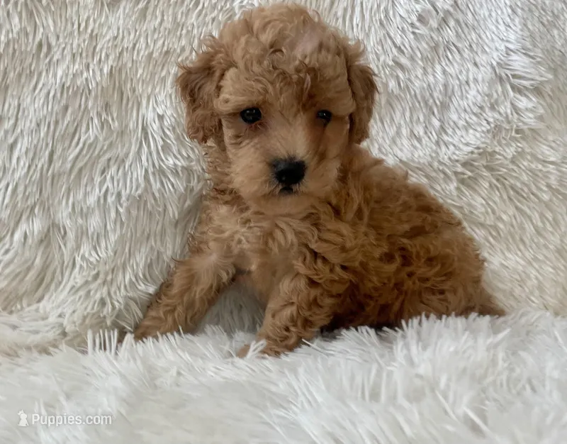 Milo – Maltipoo puppy for sale in La Habra Heights, CA