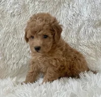 Milo, a male Maltipoo for sale in La Habra Heights, CA – 2 of 2