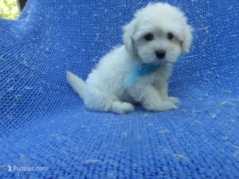 Leo – Maltese puppy for sale in La Habra Heights, CA