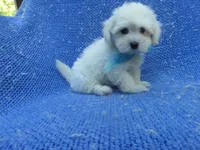 Leo, a male Maltese for sale in La Habra Heights, CA – 1 of 1
