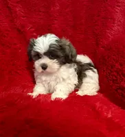 Erick , a male Mal Shi for sale in La Habra Heights, CA – 2 of 2