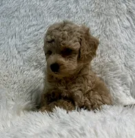 Bear, a male Poodle - Toy  for sale in La Habra Heights, CA – 1 of 2