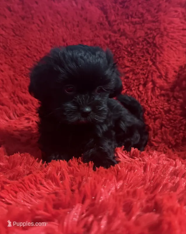 Daisy  – Shihpoo puppy for sale in La Habra Heights, CA