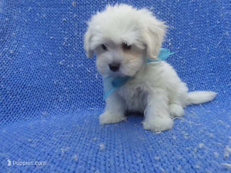 Leo – Maltese puppy for sale in La Habra Heights, CA