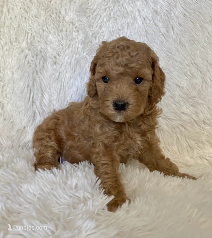 Ace – Poodle - Toy  puppy for sale in La Habra Heights, CA