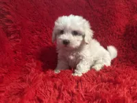Lily, a female Maltipoo for sale in La Habra Heights, CA – 2 of 2
