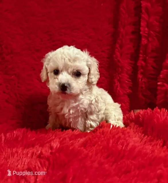 Lilly – Poodle - Toy  puppy for sale in La Habra Heights, CA