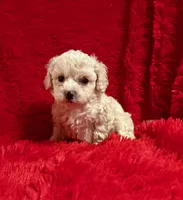 Lilly, a female Poodle - Toy  for sale in La Habra Heights, CA – 1 of 1