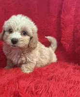 Bentley, a male Shihpoo for sale in La Habra Heights, CA – 2 of 2