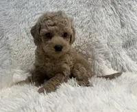 Bear, a male Poodle - Toy  for sale in La Habra Heights, CA – 2 of 2