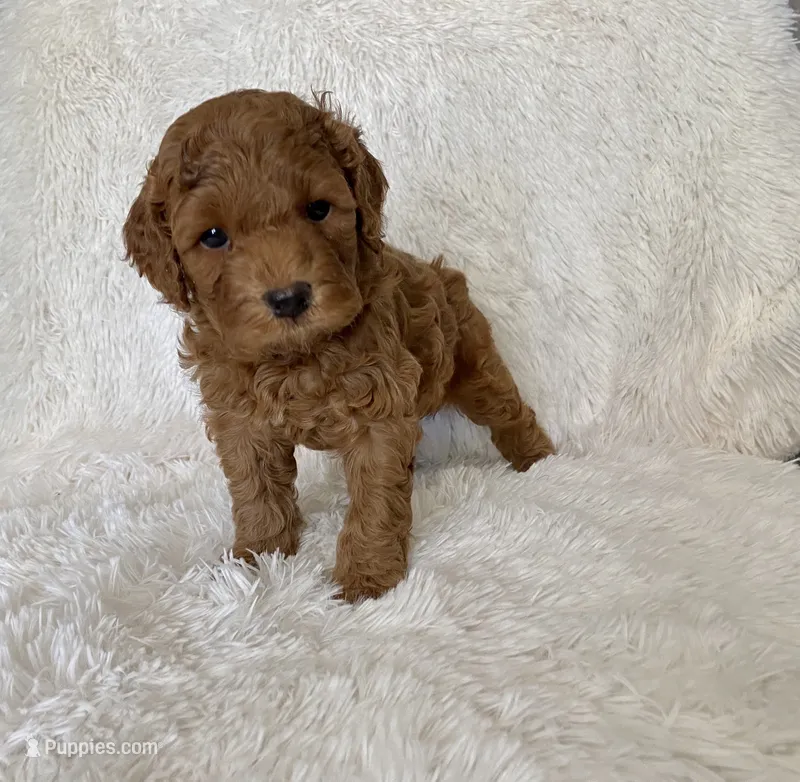 April  – Poodle - Toy  puppy for sale in La Habra Heights, CA