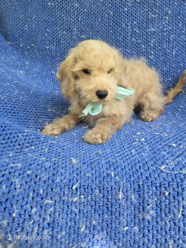 Charlie – Maltipoo puppy for sale in La Habra Heights, CA