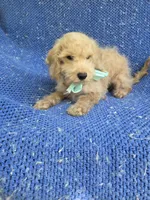 Charlie, a male Maltipoo for sale in La Habra Heights, CA – 1 of 1