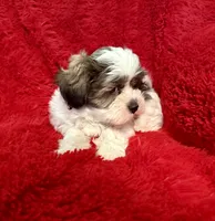 Erick, a male Shih Tzu for sale in La Habra Heights, CA – 2 of 2
