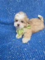 Sam, a male Mal Shi for sale in La Habra Heights, CA – 1 of 2