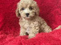 April, a female Maltipoo for sale in La Habra Heights, CA – 2 of 2