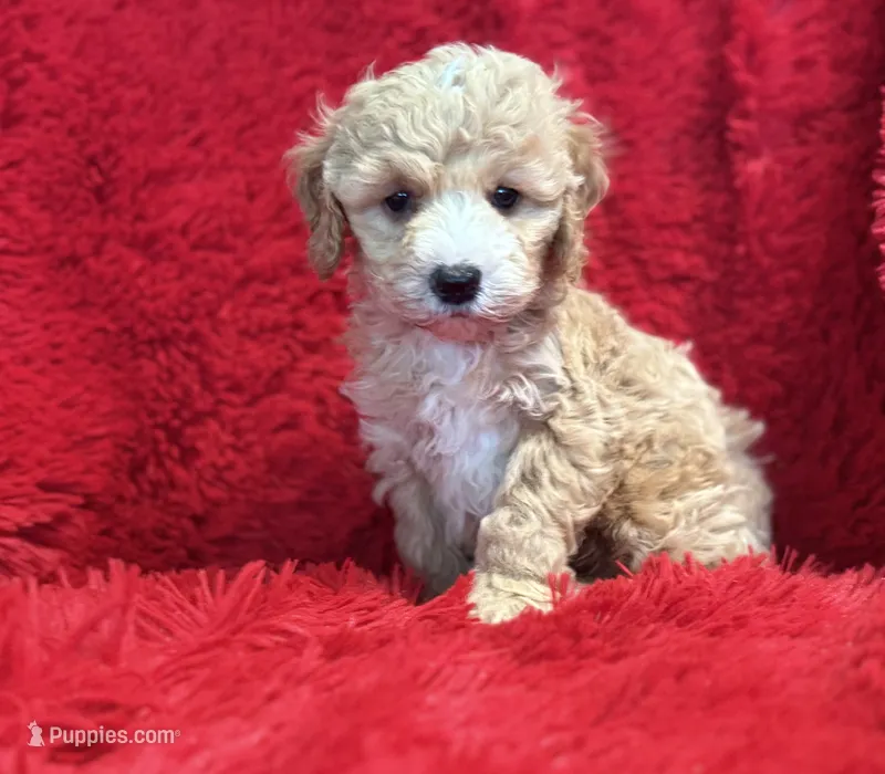 Sam – Maltipoo puppy for sale in La Habra Heights, CA