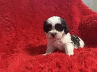 Luna, a female Mal Shi for sale in La Habra Heights, CA – 2 of 2