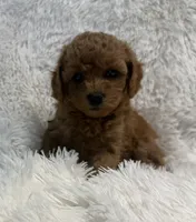 Bella, a female Poodle - Toy  for sale in La Habra Heights, CA – 2 of 2