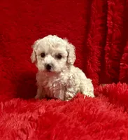 Sam, a male Maltipoo for sale in La Habra Heights, CA – 2 of 2