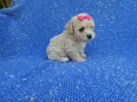 Roxy, a female Maltipoo for sale in La Habra Heights, CA – 2 of 2