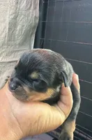 Red puppy , a male Rottweiler for sale in Oklahoma City, OK – 2 of 2