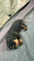 Red puppy , a male Rottweiler for sale in Oklahoma City, OK – 1 of 2
