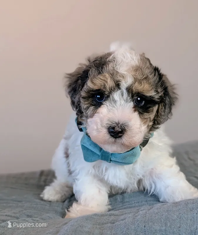 Rembrandt  – Poodle - Toy , Poodle - Miniature  puppy for sale in Tooele, UT