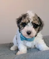 Rembrandt , a male Poodle - Toy  and Poodle - Miniature  for sale in Tooele, UT – 1 of 5