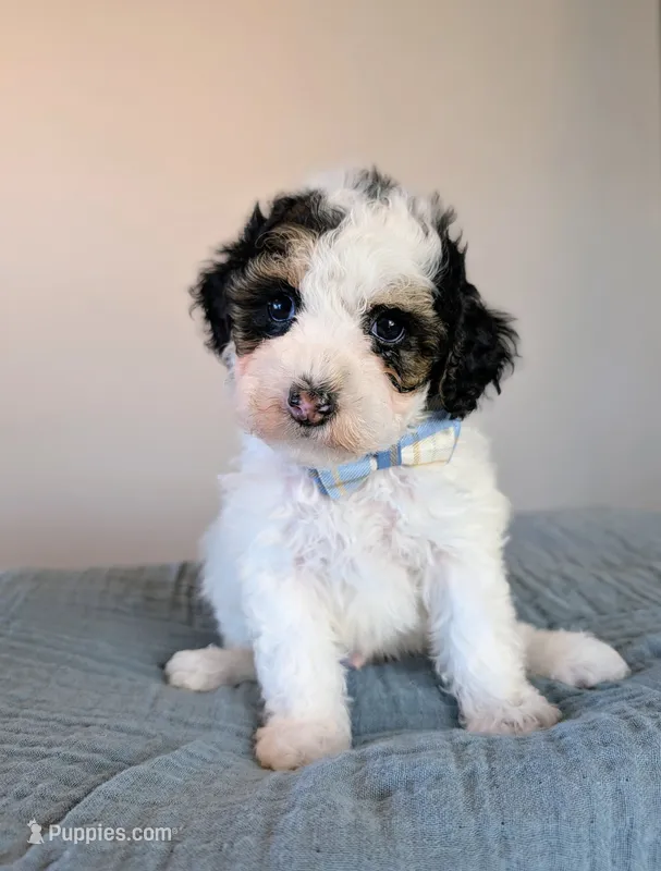 Raphael  – Poodle - Toy , Poodle - Miniature  puppy for sale in Tooele, UT
