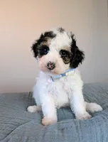 Raphael , a male Poodle - Toy  and Poodle - Miniature  for sale in Tooele, UT – 1 of 4
