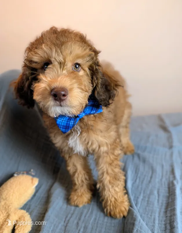 Cedar - Mini Labradoodle – Labradoodle, Miniature Labradoodle puppy for sale in Tooele, UT
